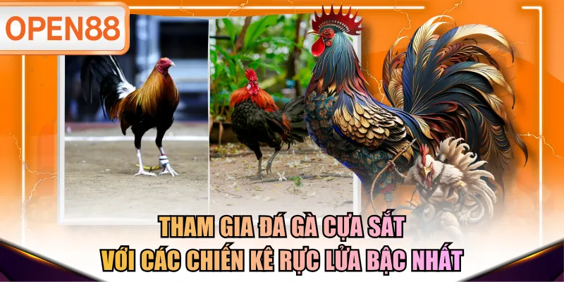 Đá gà cựa sắt